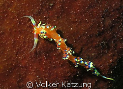 nice nudi  by Volker Katzung 